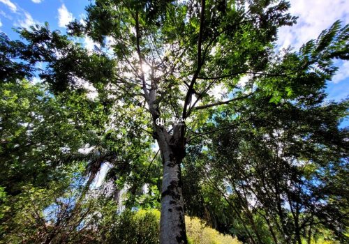 Chácara em Condomínio com 350m², 3 quartos no bairro Lagos de Shanadu em Indaiatuba